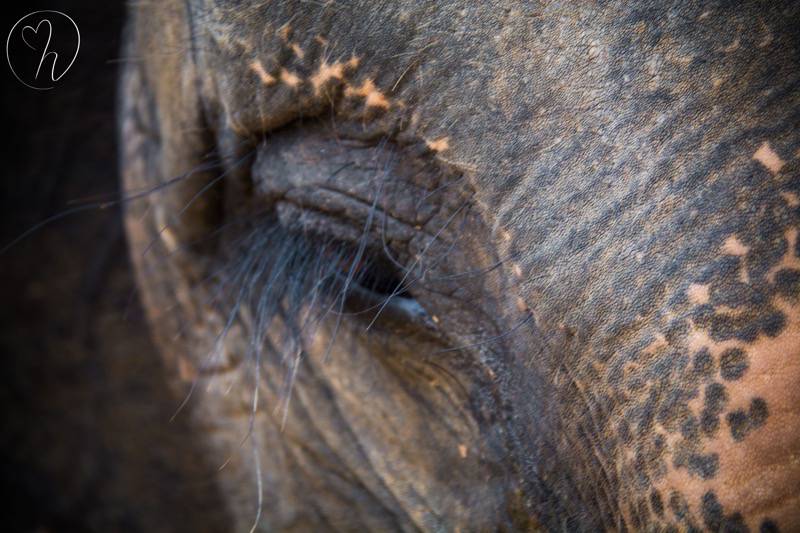 Elephant eye 2