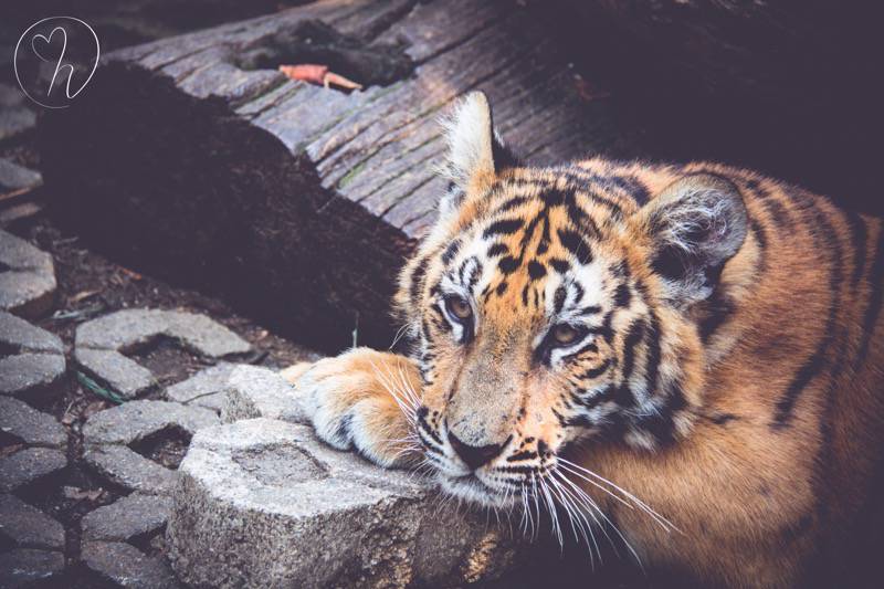 Tiger resting