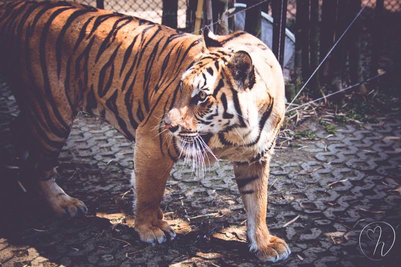 Big Tiger