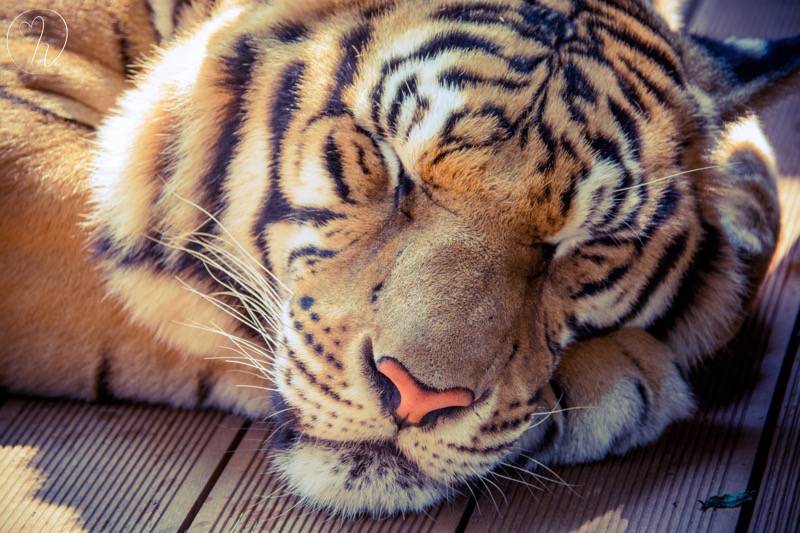 Tiger sleeping