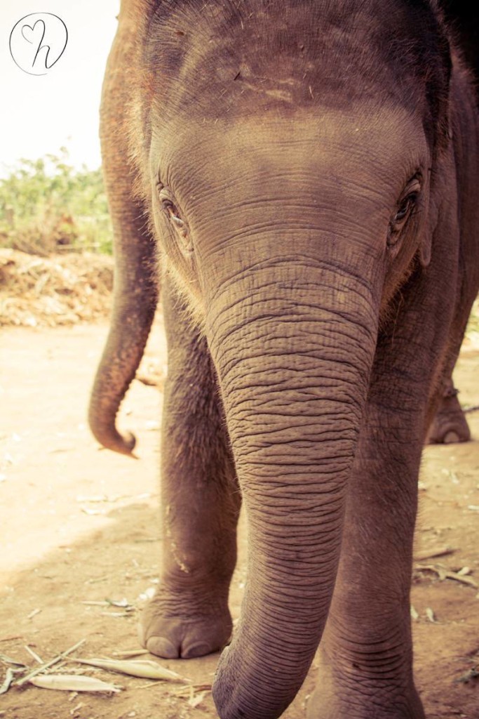 Baby Elephant