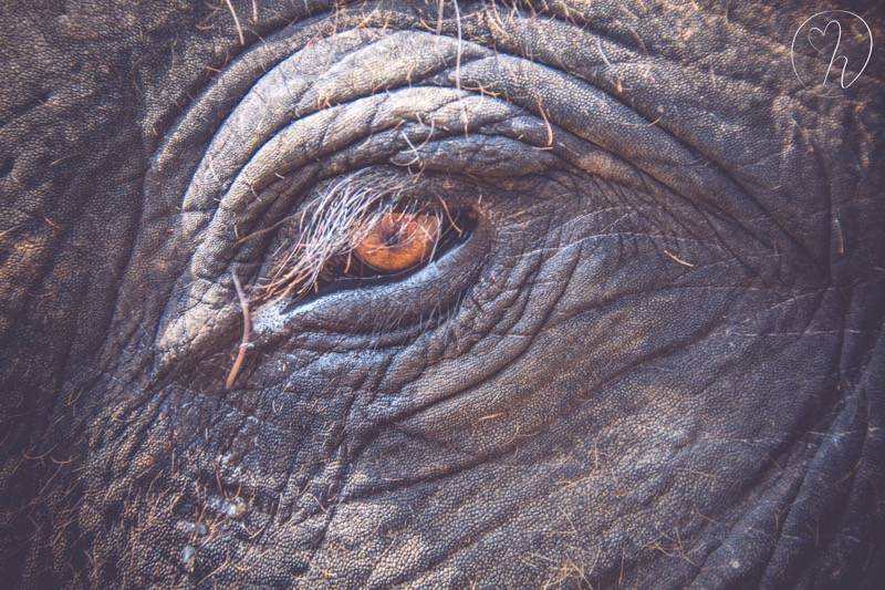 eye of elephant fav