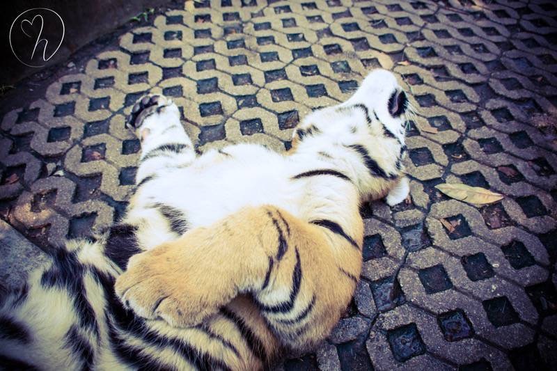 Tiger enjoying belly rub