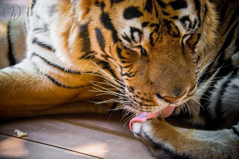 Tiger licking back paw