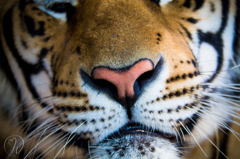 Tiger nose