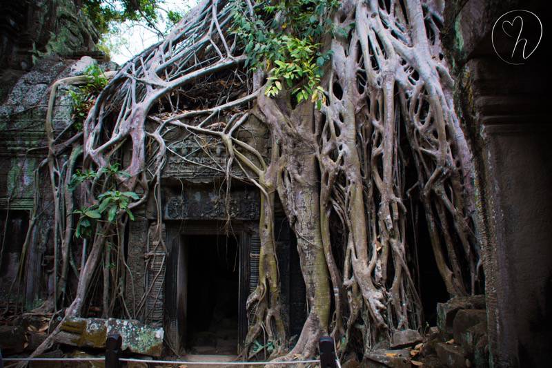 tree roots door