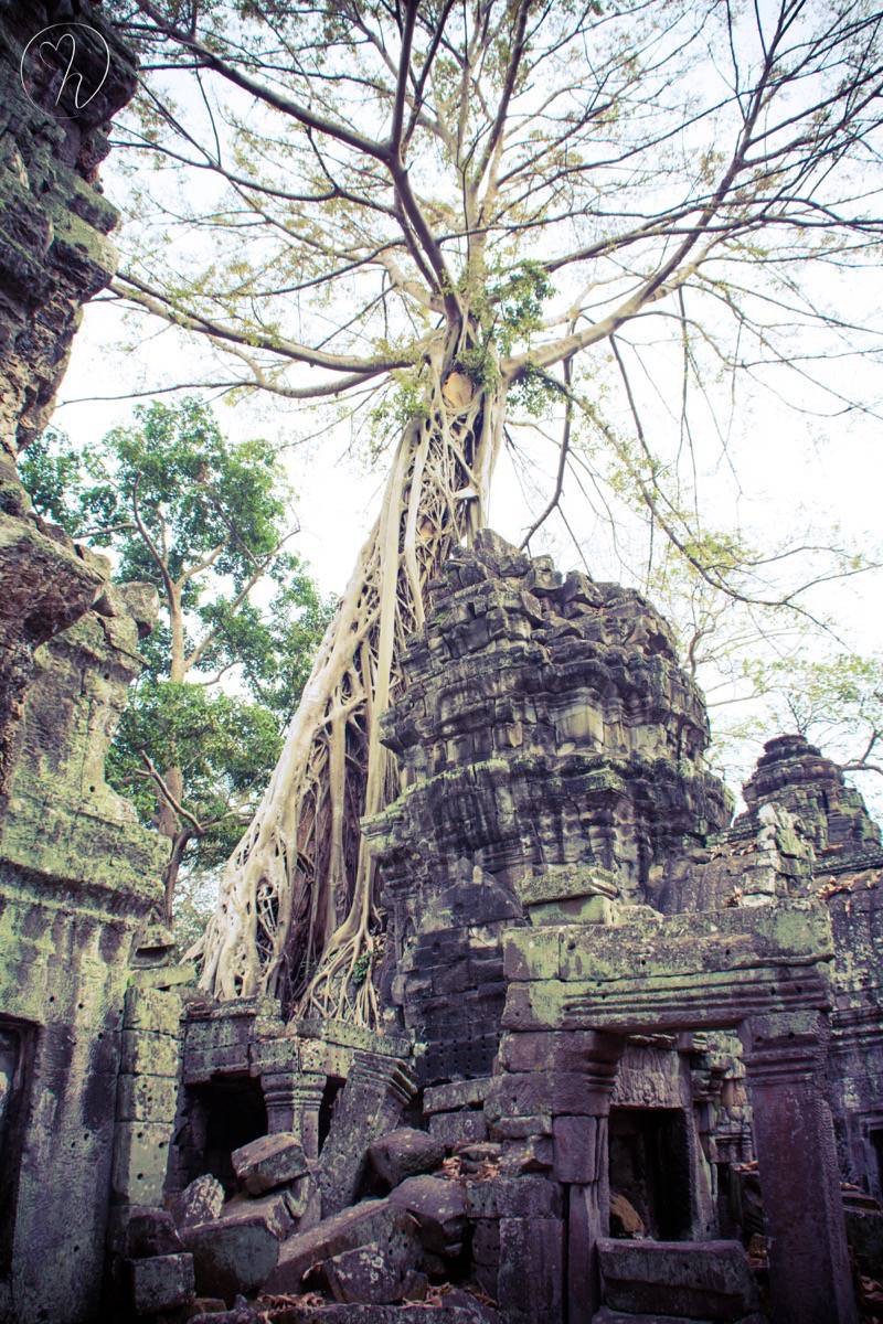 tree temple long