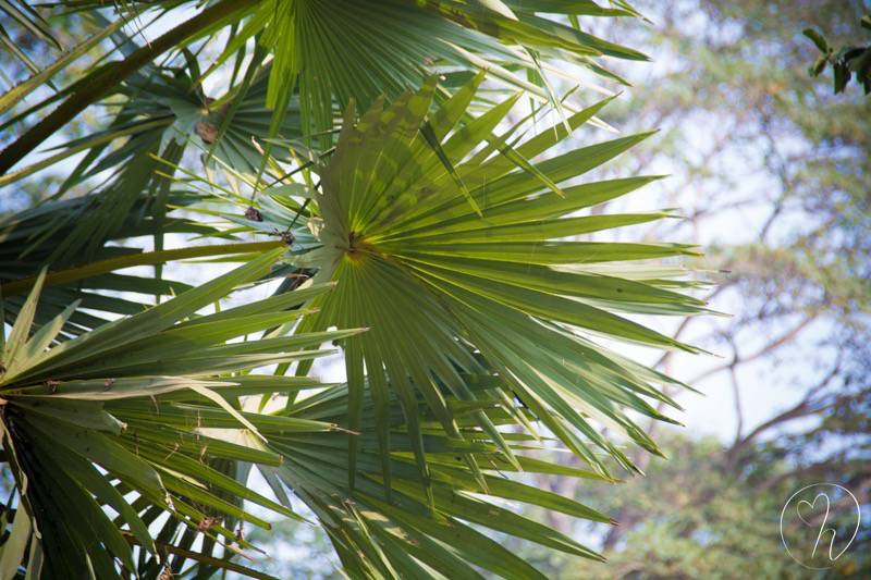 jungle leaves