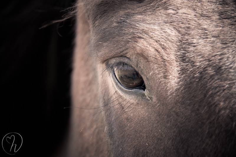 horse eye