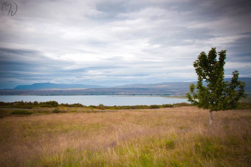 landscape tree