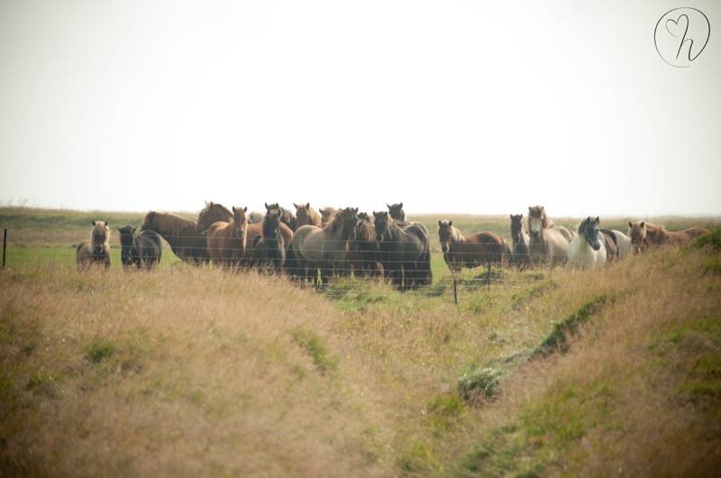 horses in field