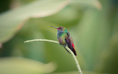 Arenal, Costa Rica: volcanos and waterfalls, oh my!