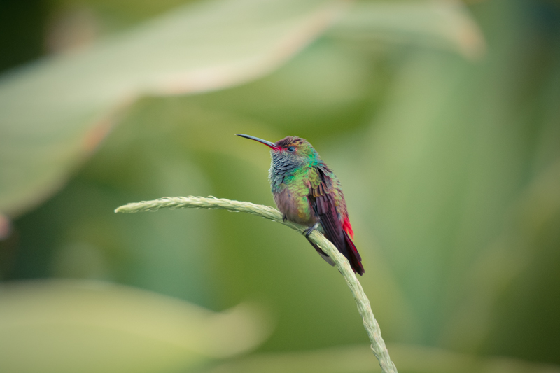 Arenal, Costa Rica: volcanos and waterfalls, oh my!