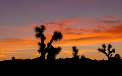 Joshua Tree National Park: A Goat for Mayor